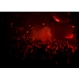 אלעד דוד / Red Light 2009